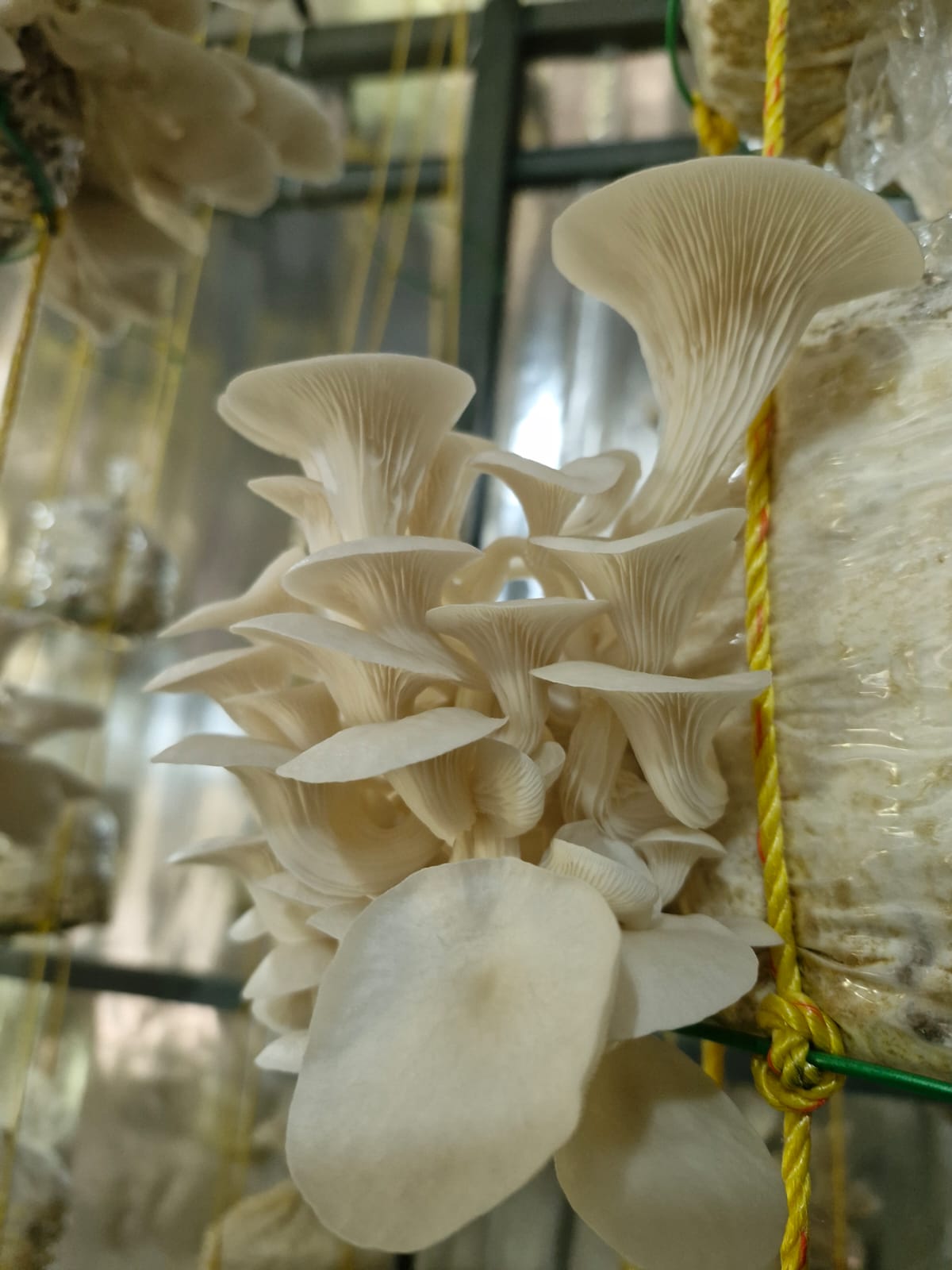 Mycelium as an Alternative for Thermocol-image